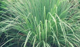 Citronella Plant: Know tips to grow this natural mosquito repellent plant
