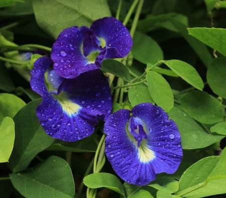 Gokarna flower: Growth, maintenance, and uses of Clitoria ternatea 