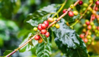 How to grow and care for Coffea arabica?