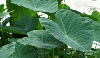 Elephant Ear plant: Facts, tips grow and care