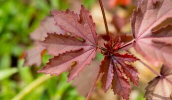 Cranberry Hibiscus: Benefits, features, grow and care tips