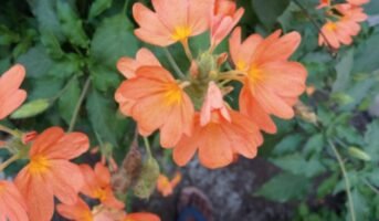 Crossandra Infundibuliform: How to grow and care for it?