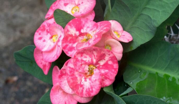 Crown of thorns: Grow this perennial vine in your home