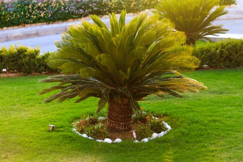 Cycas Revoluta: Facts, uses, problems, care tips and more