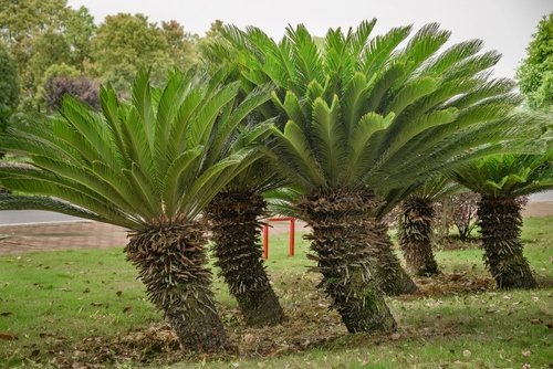 Cycas revoluta-Know about Sago palm tree