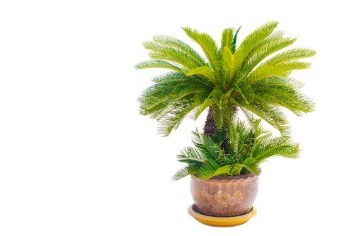 Cycas revoluta - Cunoașteți despre palmier Sago