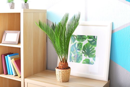 Cycas revoluta - Cunoașteți despre palmier Sago