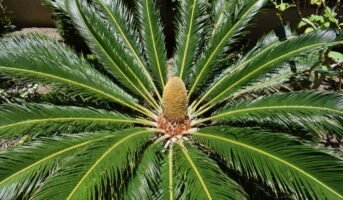 Cycas Revoluta: How to grow and care for it?