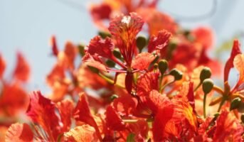 Delonix regia: Everything you need to know about royal poinciana