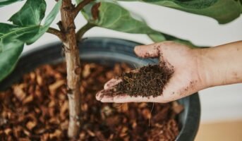 Fertiliser for Indoor Plants: All you Need to Know
