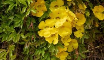 Cat’s Claw Plant: benefits, Growth and care, uses