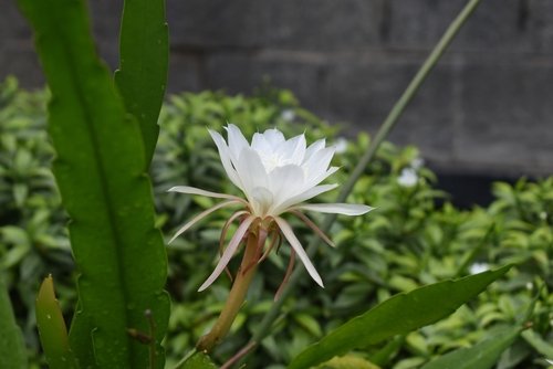 Epiphyllum oxypetalum: Benefits, medicinal uses, and plant care