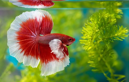 Everything that you need to know about Betta Fish tank