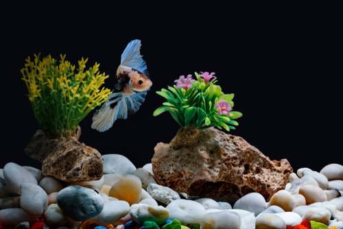 Everything that you need to know about Betta Fish tank