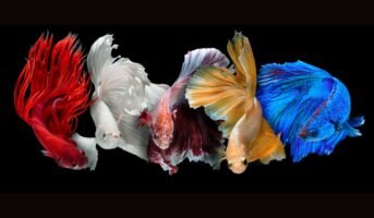 Everything that you need to know about Betta fish tank