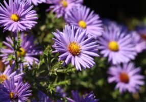 Aster flower: How to grow and care for it?