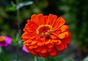 Zinnia Elegans: How to grow and care for it?