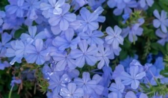 Plumbago Auriculata: Tips on growing and caring for the plant