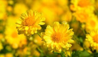 Chrysanthemum Indicum: How to grow and care for it?