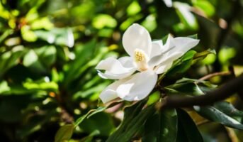 How to grow and care for Magnolia Grandiflora?