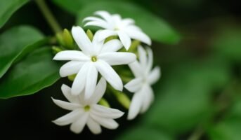 Jasmine Plant: Facts, How to Grow and Care