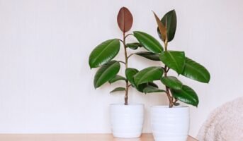 Ficus Elastica uses, benefits and plant care tips