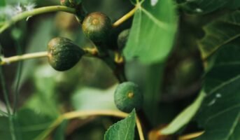 Fig Plant: Know facts, types, maintenance and uses of Ficus Carica