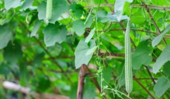 How to grow and care for Chinese Okra?