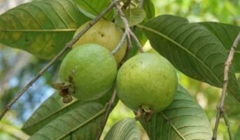 Fruit plants: Everything you Need to Know