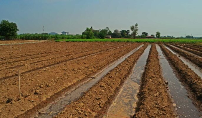 Furrow irrigation: Meaning, slopes, applications, and benefits