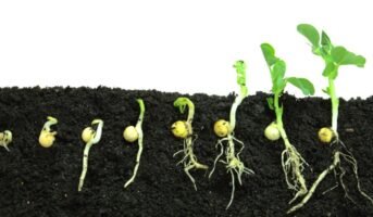 Germination: Everything you need to know