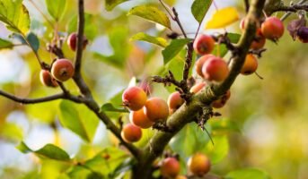 Garcinia Indica: How to grow and maintain Kokum in your backyard?