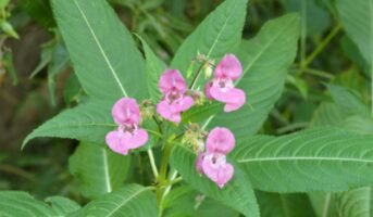 Balsam Flowers: How to grow and care for it?