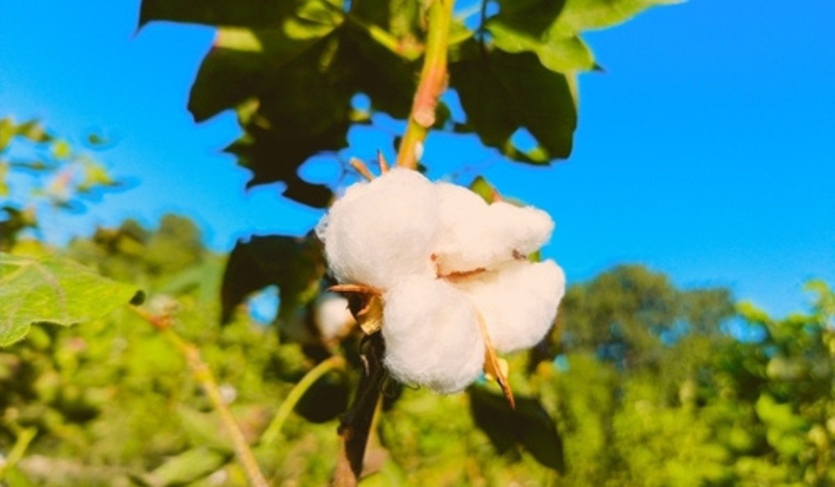 What Is a Square on a Cotton Plant?