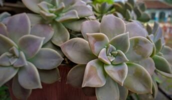 Graptopetalum Paraguayense: All you Need to Know