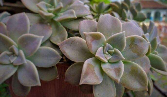 Graptopetalum paraguayense: Facts, physical description, propagation and maintenance tips, uses, and toxicity of ghost plant
