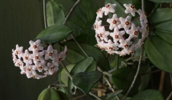 Hoya Carnosa: All you Need to Know