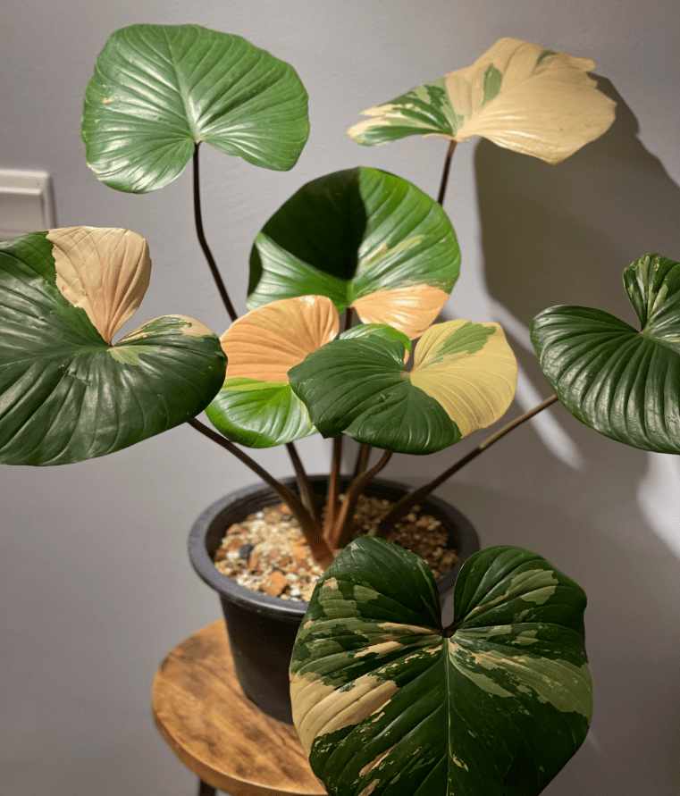 Homalomena A Guide to Care and Cultivation