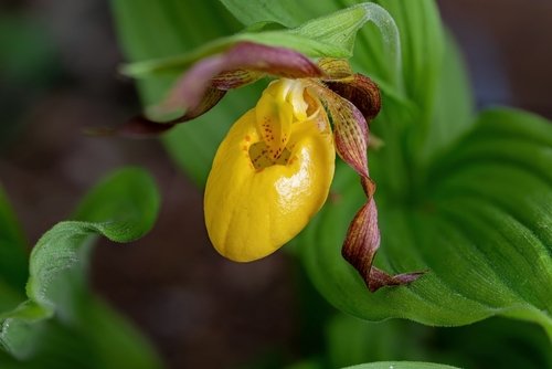 Cypripedium Reginae, also known as Pink-and-White-Lady's-slipper or the Queen's-Lady's-slipper. The Pink Lady Slipper is a perennial monocot found throughout the eastern US and most of Canada.