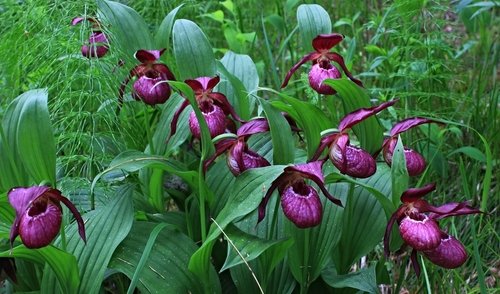 Lady's Slipper or Moccasin Flower blooming in springtime. It is a lady's slipper orchid native to North America.
