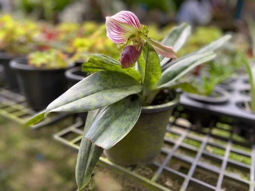 Close-up of Lady's Slipper Orchid, Paphiopedilum Callosum.