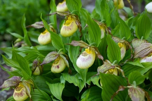 How rare is Lady’s Slipper flower plant
