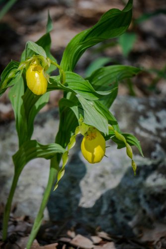 How rare is Lady’s Slipper flower plant