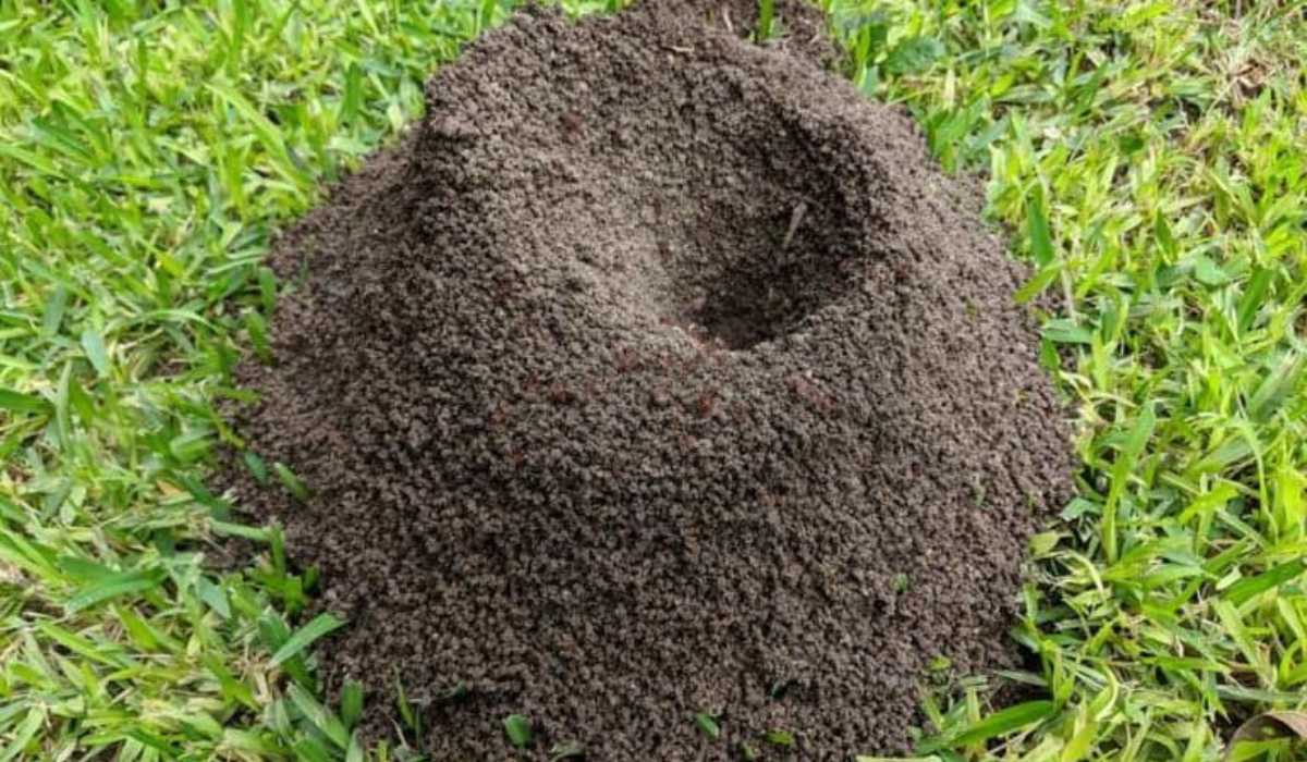 7 ways to get rid of ant hills