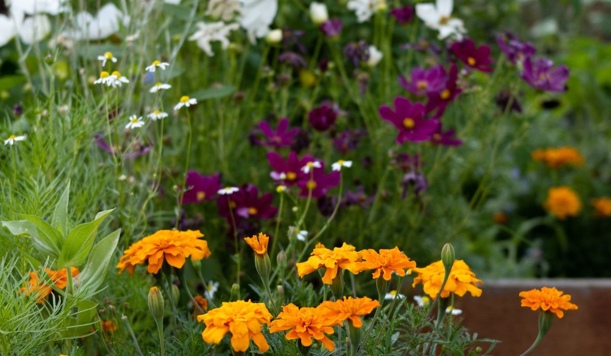 What is Flower Bed Everything you Need to Know