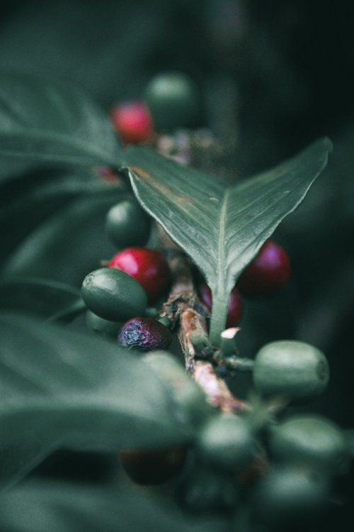 How to grow and care for a coffee plant