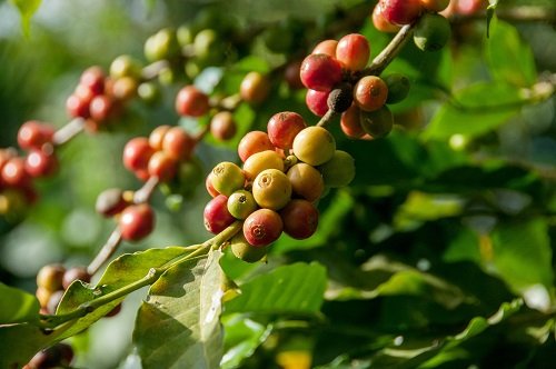 How to grow and care for a coffee plant