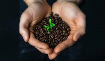 Coffee plant care and growth tips in 2023