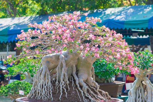 How to grow and take care of Desert Rose?