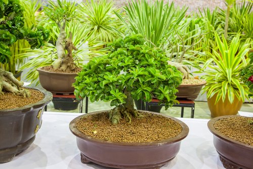 How to grow and take care of Desert Rose?